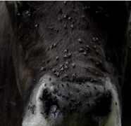 Autoritatile sunt in alerta! Boala limbii albastre se extinde